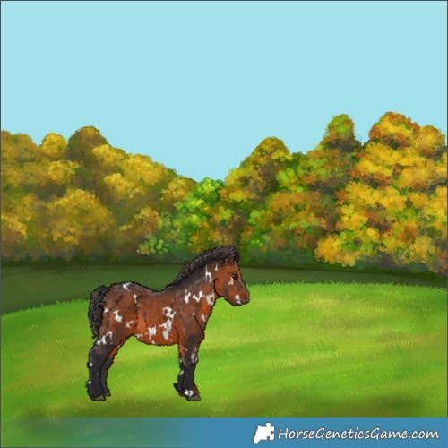 Horse Color:White Spotted Brown 