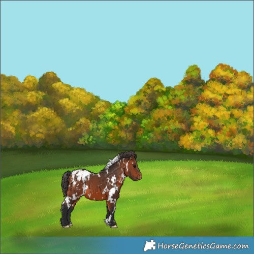 Horse Color:White Spotted Bay Appaloosa 