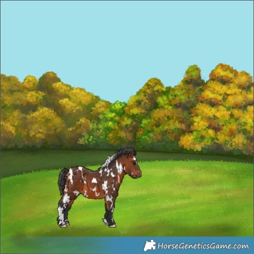 Horse Color:White Spotted Bay 