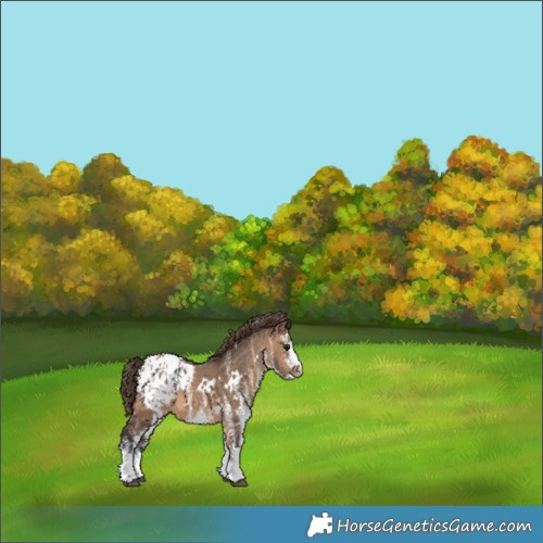 Horse Color:White Spotted Brown Dun Appaloosa 
