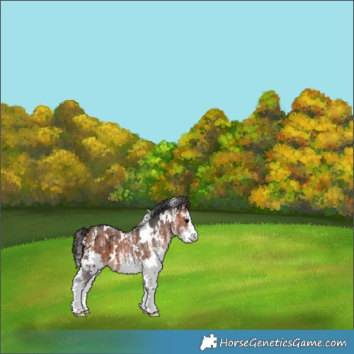 Horse Color:White Spotted Bay 