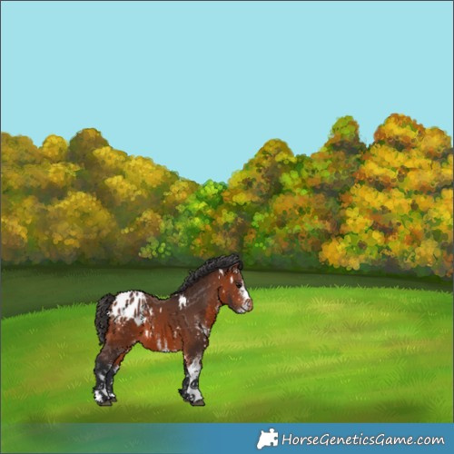 Horse Color:White Spotted Bay Appaloosa 