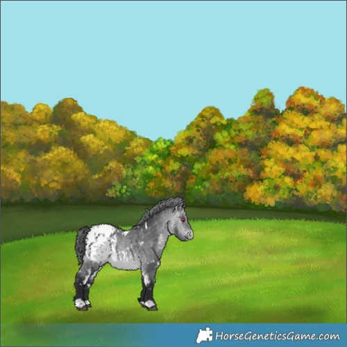 Horse Color:White Spotted Bay Chinchilla Appaloosa 