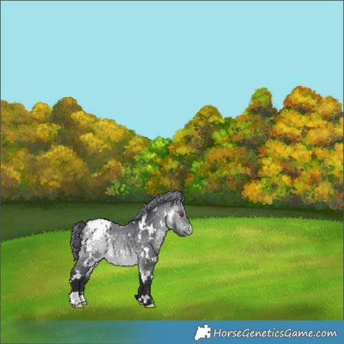 Horse Color:White Spotted Bay Chinchilla Appaloosa 