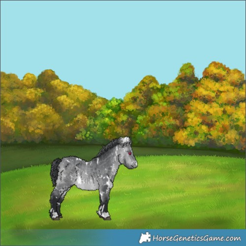 Horse Color:White Spotted Bay Chinchilla 