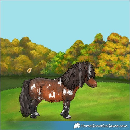 Horse Color:White Spotted Brown Appaloosa