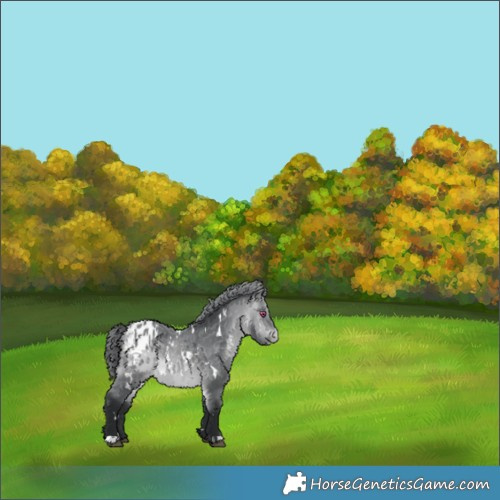 Horse Color:White Spotted Bay Chinchilla Appaloosa 