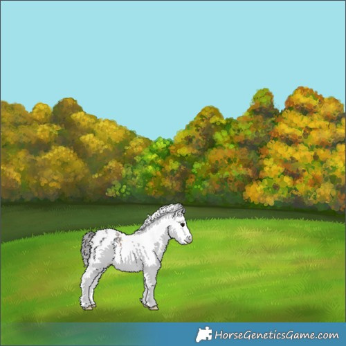 Horse Color:White Spotted Bay Appaloosa 
