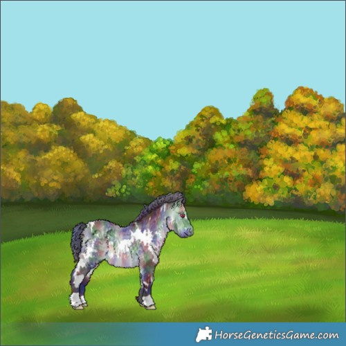 Horse Color:Nacre White Spotted Bay Chinchilla 