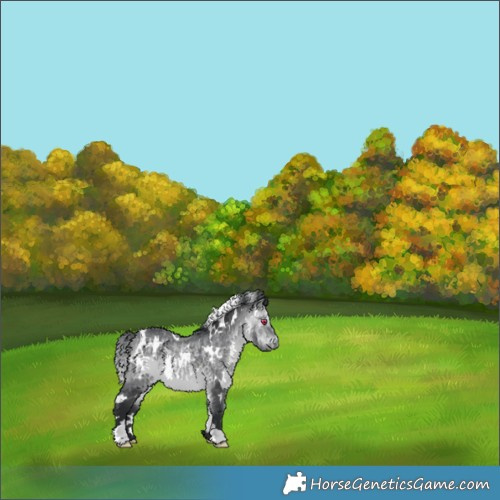 Horse Color:White Spotted Bay Chinchilla 