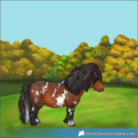 Horse Color:White Spotted Brown