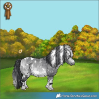 Horse Color:White Spotted Bay Chinchilla 