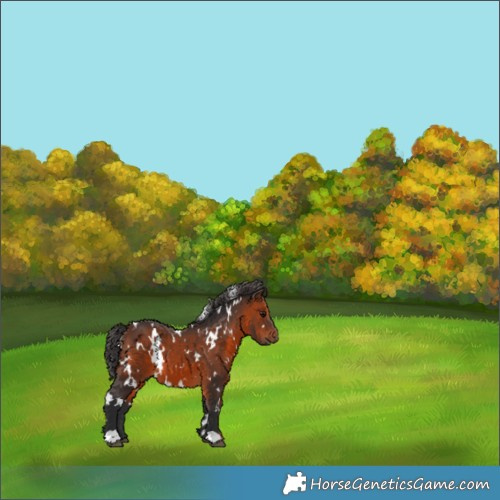 Horse Color:White Spotted Brown 