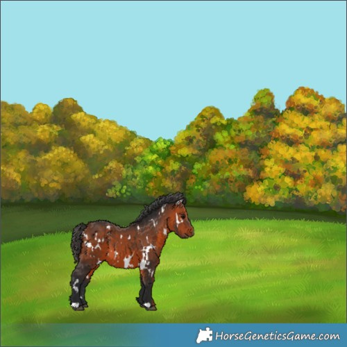 Horse Color:White Spotted Bay 