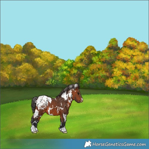 Horse Color:White Spotted Bay Appaloosa 