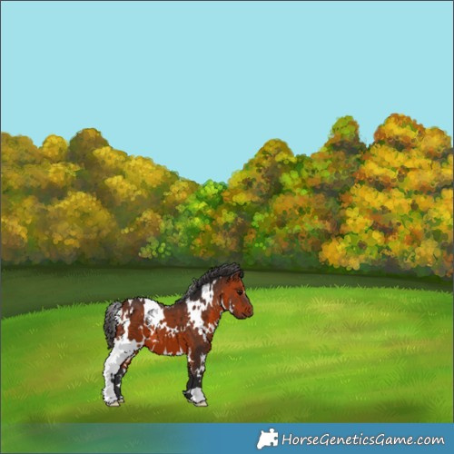 Horse Color:White Spotted Bay 