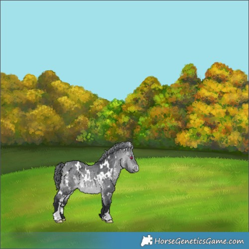 Horse Color:White Spotted Bay Chinchilla Appaloosa 