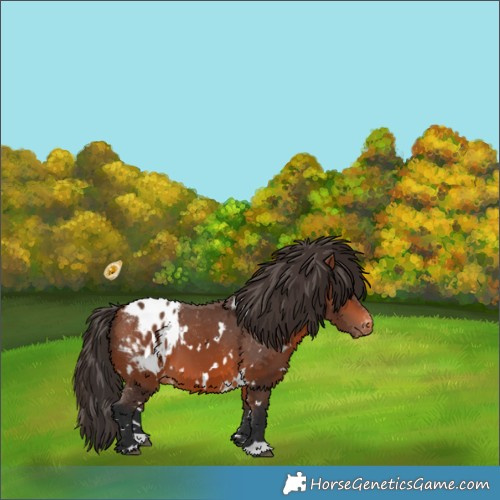 Horse Color:White Spotted Bay Blanket 