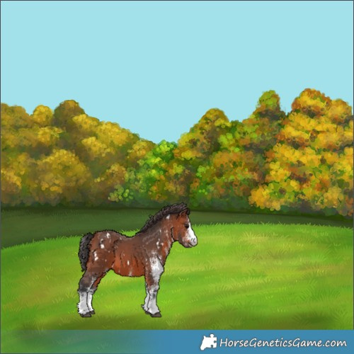 Horse Color:White Spotted Bay 