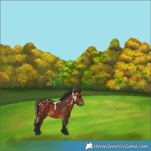 Horse Color:White Spotted Bay 