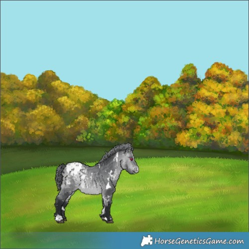 Horse Color:White Spotted Bay Chinchilla Appaloosa 