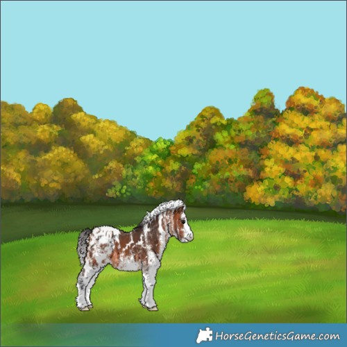 Horse Color:White Spotted Bay Appaloosa 
