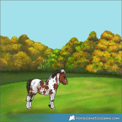 Horse Color:White Spotted Bay Appaloosa 