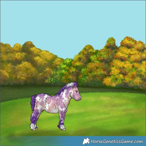 Horse Color:Watercolor White Spotted Bay Chinchilla 