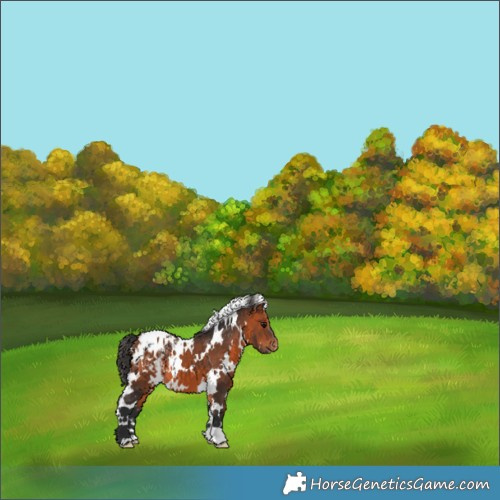 Horse Color:White Spotted Bay Appaloosa 