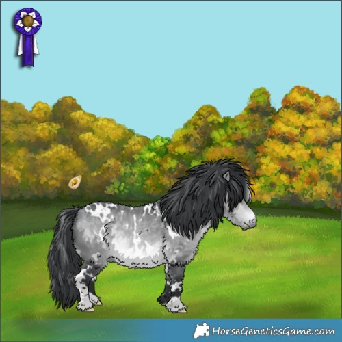 Horse Color:White Spotted Bay Chinchilla 