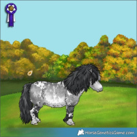 Horse Color:White Spotted Bay Chinchilla 