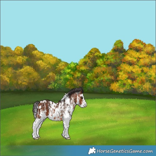 Horse Color:White Spotted Bay 
