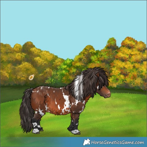 Horse Color:White Spotted Bay Appaloosa 