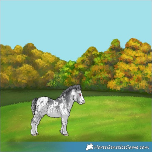 Horse Color:White Spotted Bay Chinchilla Blanket 