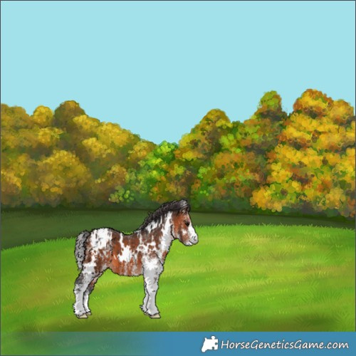 Horse Color:White Spotted Brown Appaloosa 