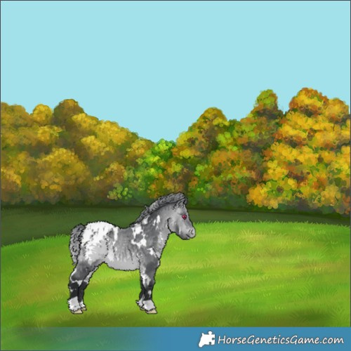 Horse Color:White Spotted Bay Chinchilla Appaloosa 