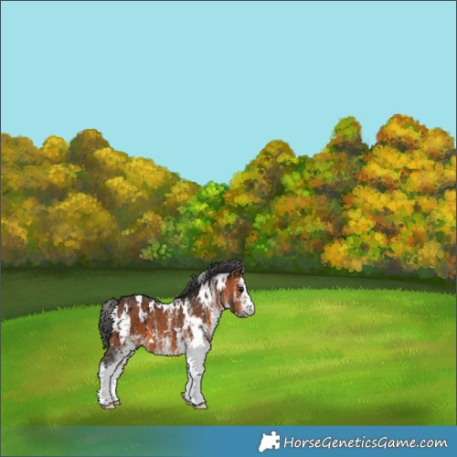 Horse Color:White Spotted Bay 