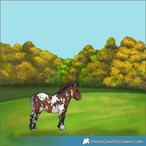 Horse Color:White Spotted Brown Appaloosa 