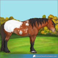 Horse Color:Bay Appaloosa 
