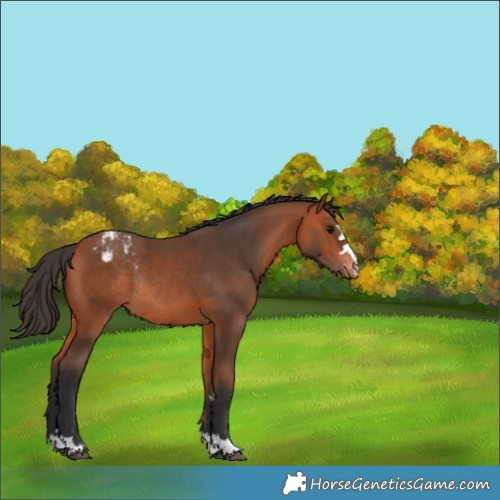 Horse Color:Bay Appaloosa Rabicano 