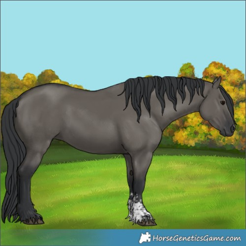 Horse Color:Grullo Sabino Rabicano 