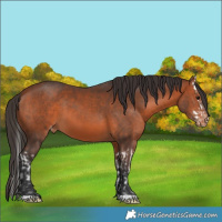 Horse Color:Bay Splash Appaloosa and Bay Appaloosa