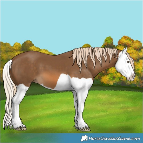 Horse Color:Chocolate Palomino Splash 