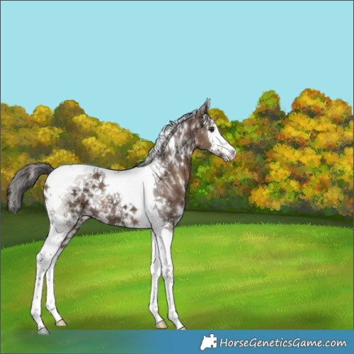 Horse Color:White Spotted Liver Red Dun Ice Splash Tobiano 
