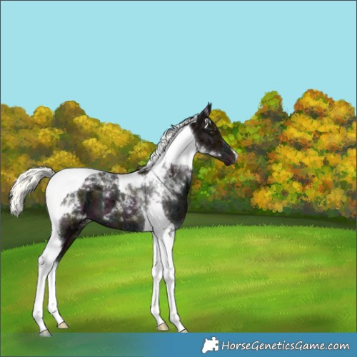 Horse Color:Midnight Liver Red Dun Ice Mushroom Tobiano
