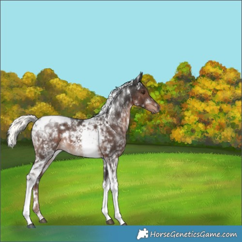 Horse Color:White Spotted Liver Chestnut Mushroom Tobiano Rabicano 