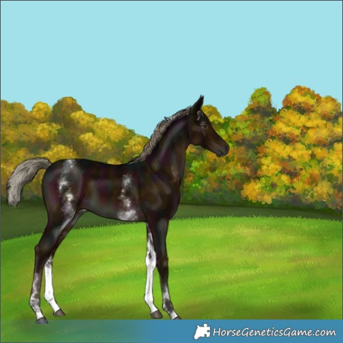 Horse Color:Gray White Spotted Midnight Liver Chestnut Mushroom 