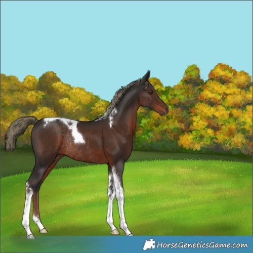 Horse Color:Gray Liver Chestnut Mushroom Tobiano Rabicano