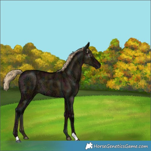 Horse Color:Gray Midnight Chocolate Palomino Ice Dun Mushroom 