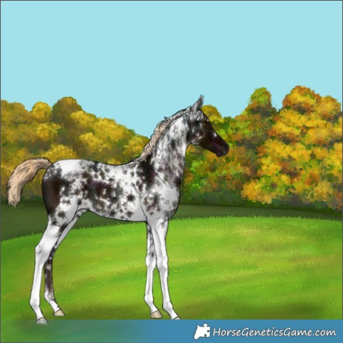 Horse Color:Gray White Spotted Midnight Chocolate Palomino Ice Mushroom Tobiano 